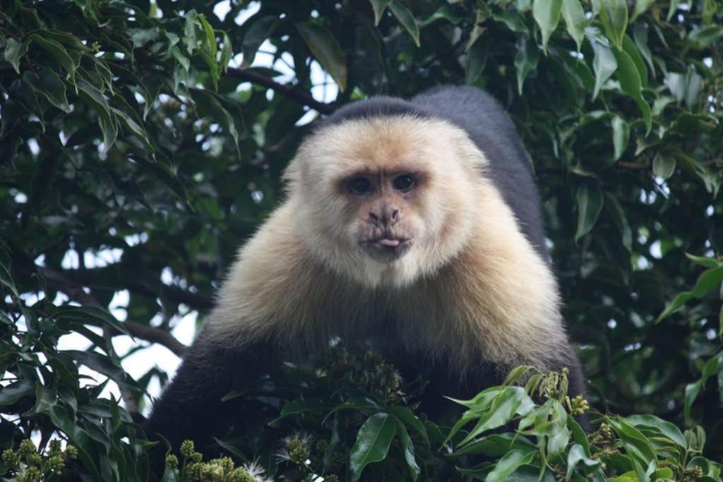 Appartamento La Casa Bonita Monteverde Esterno foto