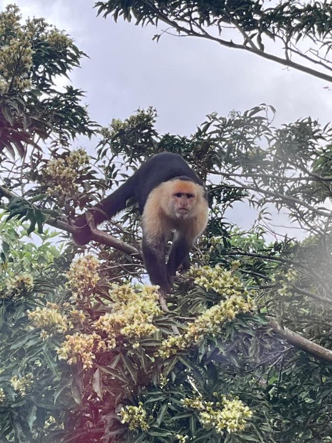 Appartamento La Casa Bonita Monteverde Esterno foto
